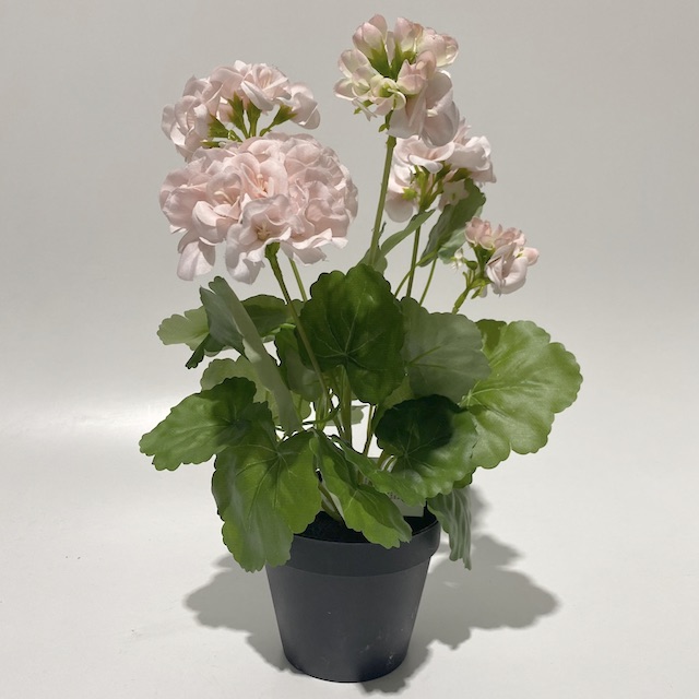 FLOWER, Potted Geranium - Pale Pink 38cm H
